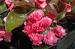 Doublet Rose Begonia (Begonia 'Doublet Rose') at A Very Successful Garden Center