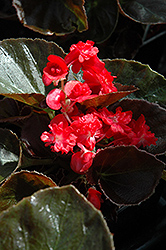 Doublet Red Begonia (Begonia 'Doublet Red') at A Very Successful Garden Center