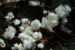 Doublet White Begonia (Begonia 'Doublet White') at A Very Successful Garden Center