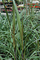 Princess Fountain Grass (Pennisetum purpureum 'Princess') at A Very Successful Garden Center
