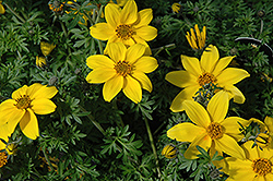 Yellow Charm Bidens (Bidens ferulifolia 'Yellow Charm') at Lakeshore Garden Centres
