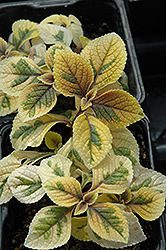 Troy's Gold Swedish Ivy (Plectranthus 'Troy's Gold') at A Very Successful Garden Center
