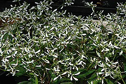 Silver Fog Euphorbia (Euphorbia 'Silver Fog') at Lakeshore Garden Centres