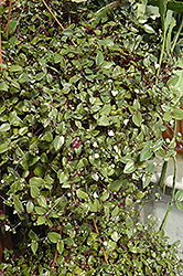 Bridal Veil Spiderwort (Tradescantia 'Bridal Veil') at Stonegate Gardens