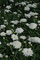 Madeira Double White Marguerite Daisy (Argyranthemum frutescens 'Madeira Double White') at A Very Successful Garden Center