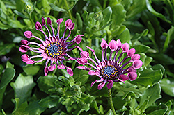 Serenity Lavender Bliss African Daisy (Osteospermum 'Serenity Lavender Bliss') at Lakeshore Garden Centres