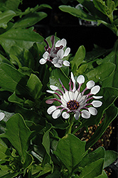 Serenity White Bliss African Daisy (Osteospermum 'Serenity White Bliss') at Lakeshore Garden Centres