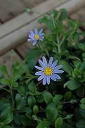 Pinwheel Periwinkle Blue Daisy (Felicia amelloides 'Pinwheel Periwinkle') at Lakeshore Garden Centres