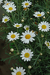 White Yellow Eye Marguerite Daisy (Argyranthemum frutescens 'White Yellow Eye') at Lakeshore Garden Centres