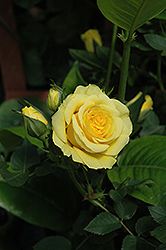Kordana Yellow Rose (Rosa 'Kordana Yellow') at Stonegate Gardens