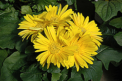 Yellow Gerbera Daisy (Gerbera 'Yellow') at A Very Successful Garden Center