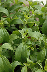 Sweetleaf (Stevia rebaudiana) at A Very Successful Garden Center