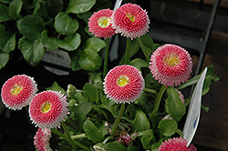 Bellisima Pink English Daisy (Bellis perennis 'Bellissima Pink') at A Very Successful Garden Center