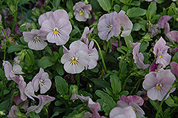 Sorbet Lilac Ice Pansy (Viola 'Sorbet Lilac Ice') at A Very Successful Garden Center