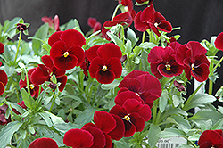 Red Selection Pansy (Viola cornuta 'Red Selection') at A Very Successful Garden Center