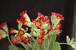 Sunset Shades Cowslip (Primula veris 'Sunset Shades') at A Very Successful Garden Center