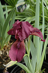 Red Dwarf Bearded Iris (Iris pumila 'Red') at Golden Acre Home & Garden