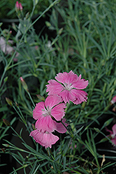 Sweetness Pinks (Dianthus plumarius 'Sweetness') at A Very Successful Garden Center