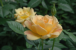 Easy Going Rose (Rosa 'HARflow') at Stonegate Gardens