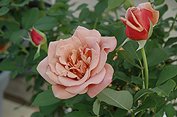 Koko Loko Rose (Rosa 'Koko Loko') at A Very Successful Garden Center