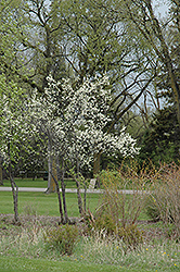 Toka Plum (Prunus 'Toka') at A Very Successful Garden Center
