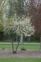 Underwood Plum (Prunus 'Underwood') at Stonegate Gardens