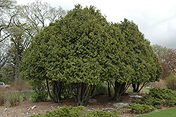 Wareana Arborvitae (Thuja occidentalis 'Wareana') at Stonegate Gardens