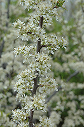 Santa Rosa Plum (Prunus 'Santa Rosa') at Stonegate Gardens