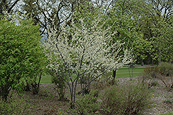 Waneta Plum (Prunus 'Waneta') at A Very Successful Garden Center