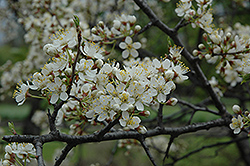 Bluefre Plum (Prunus 'Bluefre') at A Very Successful Garden Center