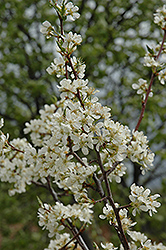 Mariposa Plum (Prunus 'Mariposa') at A Very Successful Garden Center