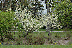 Pipestone Plum (Prunus 'Pipestone') at A Very Successful Garden Center