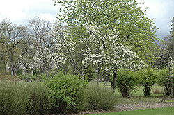 Friar Plum (Prunus 'Friar') at A Very Successful Garden Center