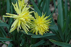 Rip Van Winkle Daffodil (Narcissus 'Rip Van Winkle') at A Very Successful Garden Center