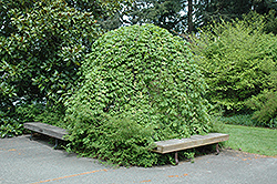 Umbrella Smoothleaf Elm (Ulmus carpinifolia 'Umbraculifera') at A Very Successful Garden Center