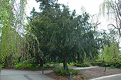 Dovaston Yew (Taxus baccata 'Dovastoniana') at Lakeshore Garden Centres