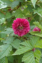 Olympic Double Salmonberry (Rubus spectabilis 'Olympic Double') at A Very Successful Garden Center