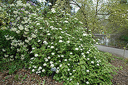 Aurora Viburnum (Viburnum carlesii 'Aurora') at A Very Successful Garden Center