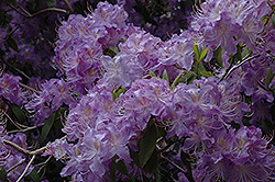 Blue Rhododendron (Rhododendron augustinii) at A Very Successful Garden Center