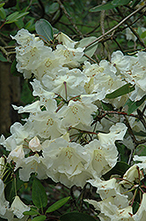 Carolyn Grace Rhododendron (Rhododendron 'Carolyn Grace') at A Very Successful Garden Center