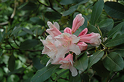 Souvenir of W.C. Slocock Rhododendron (Rhododendron 'Souvenir of W.C. Slocock') at Lakeshore Garden Centres