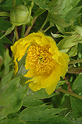 Yellow Tree Peony (Paeonia lutea) at A Very Successful Garden Center