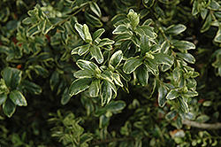 Marginata Boxwood (Buxus sempervirens 'Marginata') at Lakeshore Garden Centres