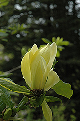 Sunburst Magnolia (Magnolia 'Sunburst') at A Very Successful Garden Center