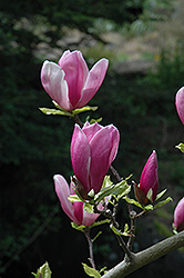 Lilac Chalice Magnolia (Magnolia 'Lilac Chalice') at A Very Successful Garden Center