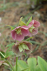Pink Lady Hellebore (Helleborus 'Pink Lady') at A Very Successful Garden Center