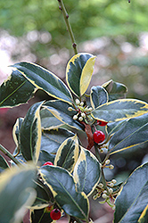Aurifodina English Holly (Ilex aquifolium 'Aurifodina') at A Very Successful Garden Center