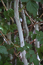 Ghost Bramble (Rubus hupehensis) at Stonegate Gardens
