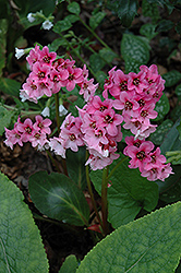 Pink Dragonfly Bergenia (Bergenia 'Pink Dragonfly') at Stonegate Gardens