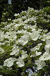 Eddie's White Wonder Flowering Dogwood (Cornus 'Eddie's White Wonder') at A Very Successful Garden Center